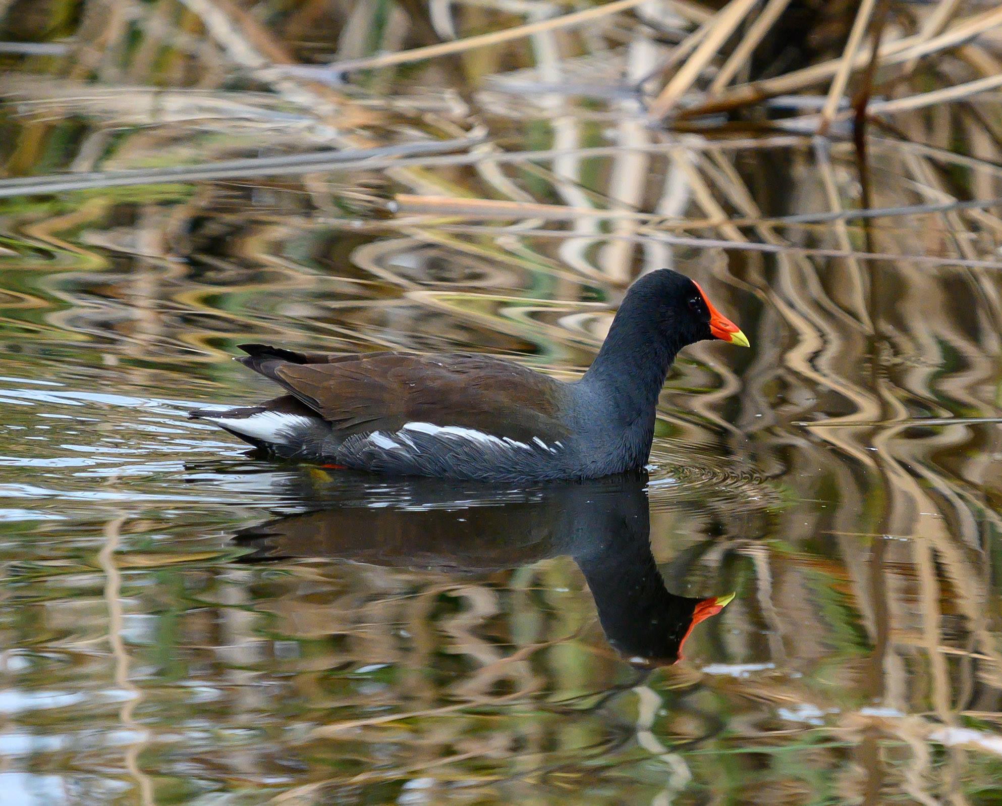 Weblinks – Sun City Bird Club